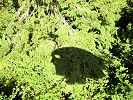 Der Waldibergvogel - Seilbahn Bristen - Waldiberg - Foto Archiv standseilbahnen.ch Der Waldibergvogel - Seilbahn Bristen - Waldiberg - Foto Archiv standseilbahnen.ch